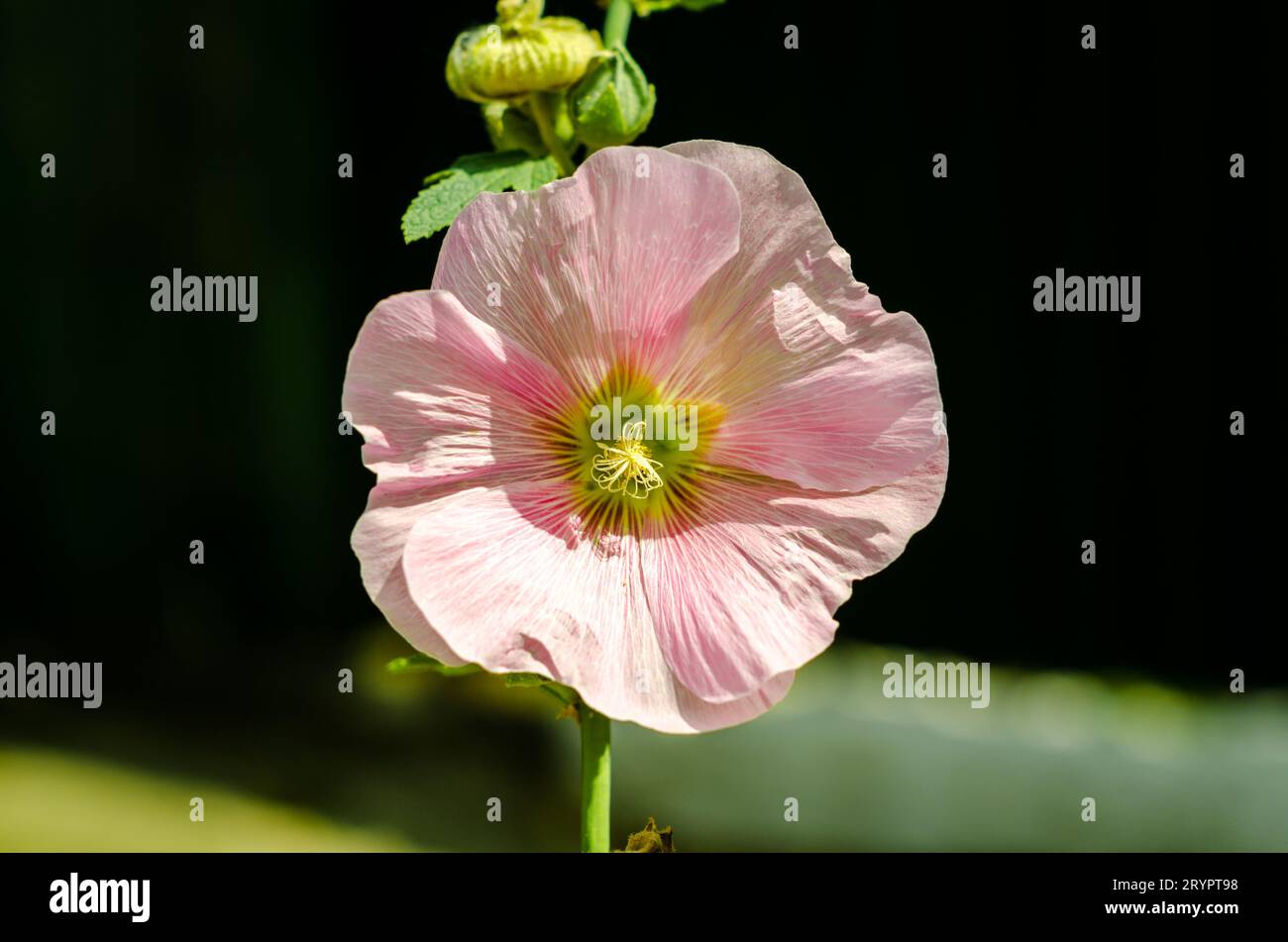 Malva floreale con petali bianchi e rosa da vicino Foto Stock