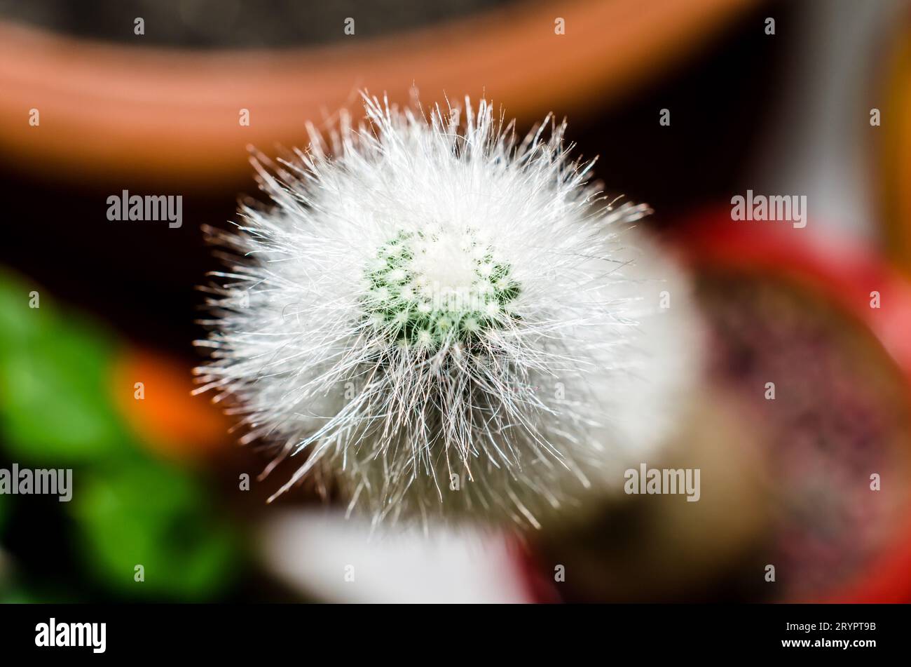Cactus verde con spine bianche su sfondo colorato da vicino Foto Stock