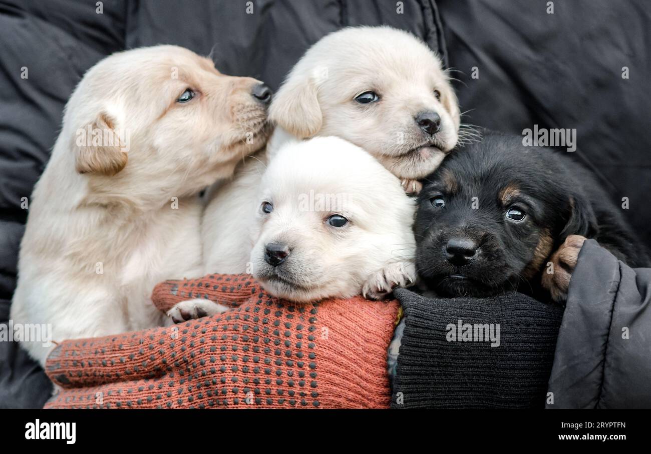 Branco di piccoli cuccioli in mani umane Foto Stock