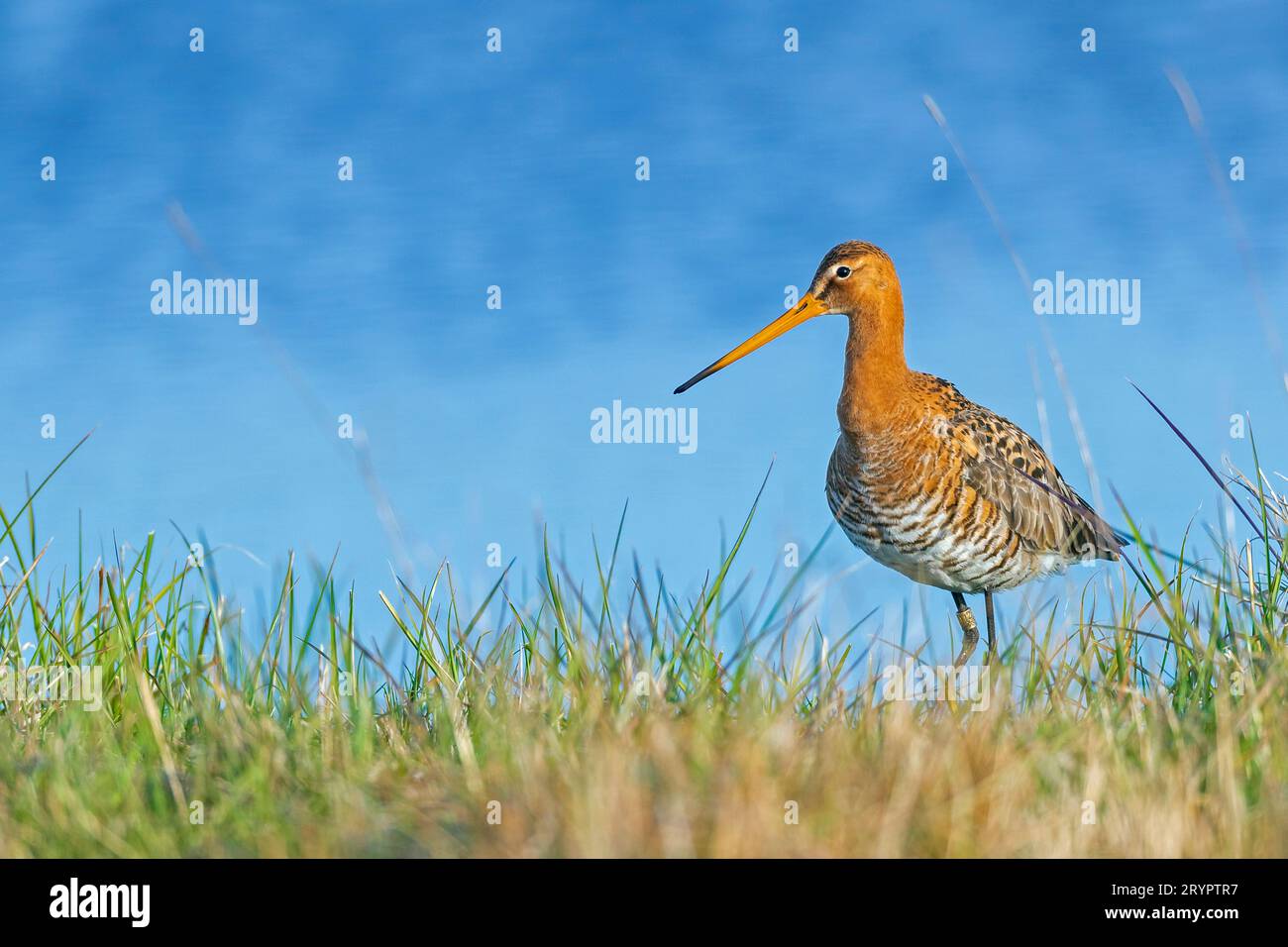 Godwit dalla coda nera (Limosa limosa). Un adulto in piedi nell'erba. Germania Foto Stock