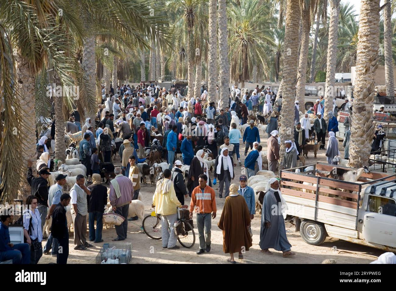 Mercato settimanale degli animali a Douz, Tunisia Foto Stock