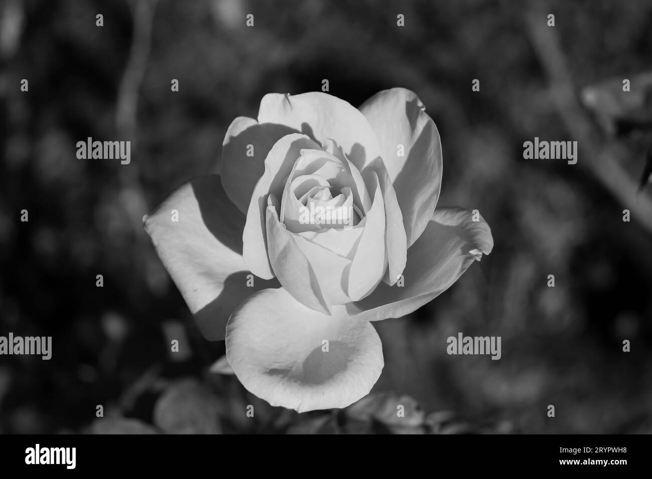 Singolo fiore di rosa ibrido bianco e nero su sfondo bokeh. Sparato in Romania Foto Stock