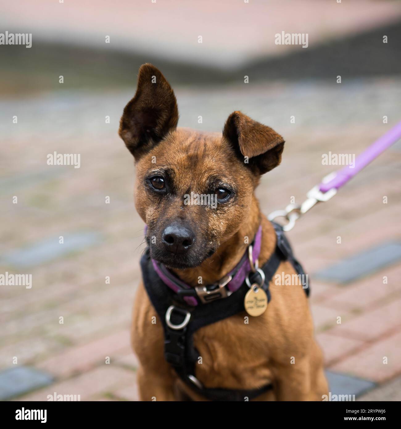 Il cane che indossa un'imbracatura fissata a un cavo viola è fuori durante una passeggiata Foto Stock