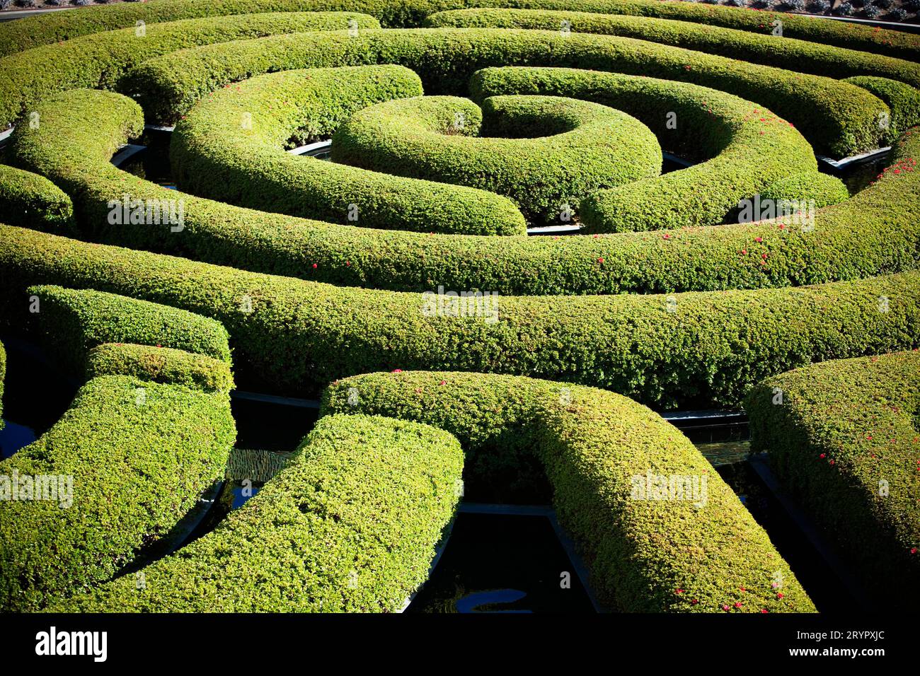 Dettaglio del labirinto di siepi al Getty Center di Los Angeles, California. Foto Stock