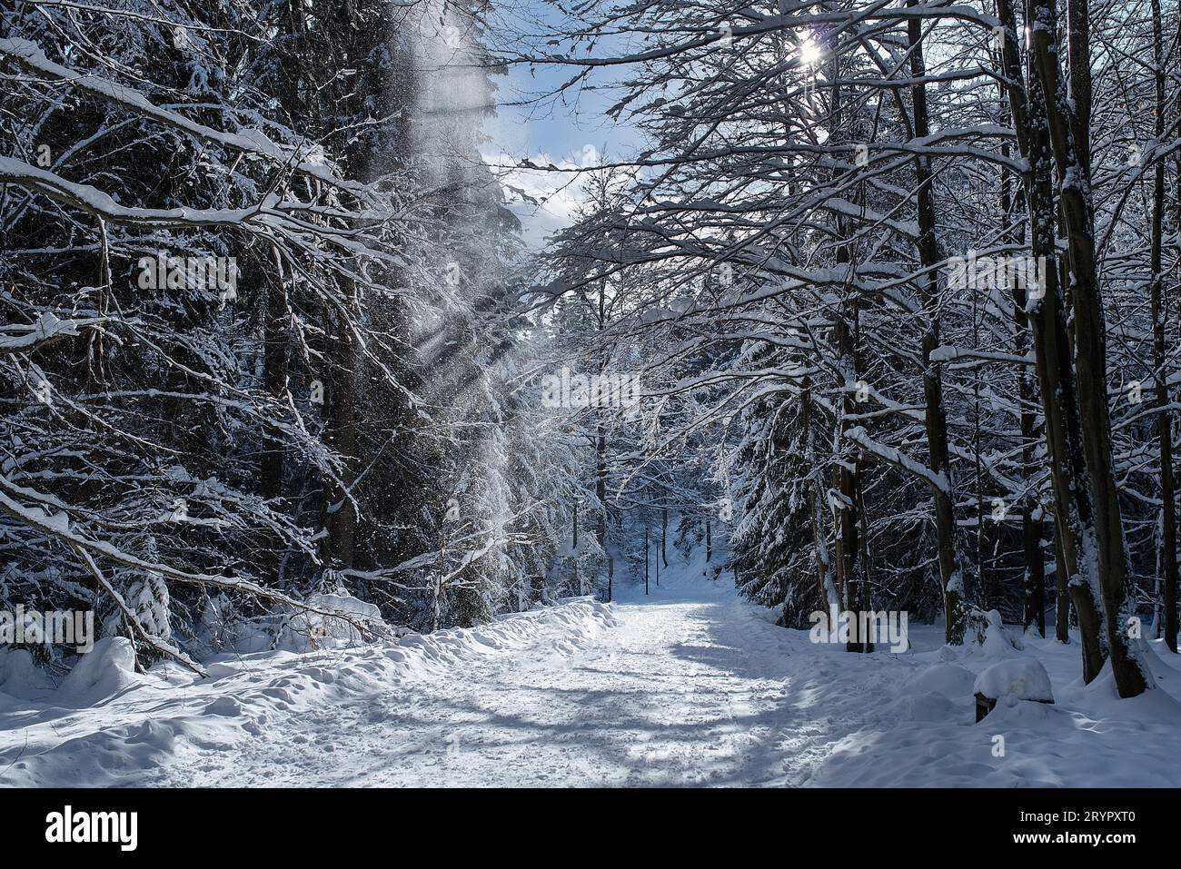 Sentiero innevato nella foresta. Paesaggio invernale con alberi innevati Foto Stock