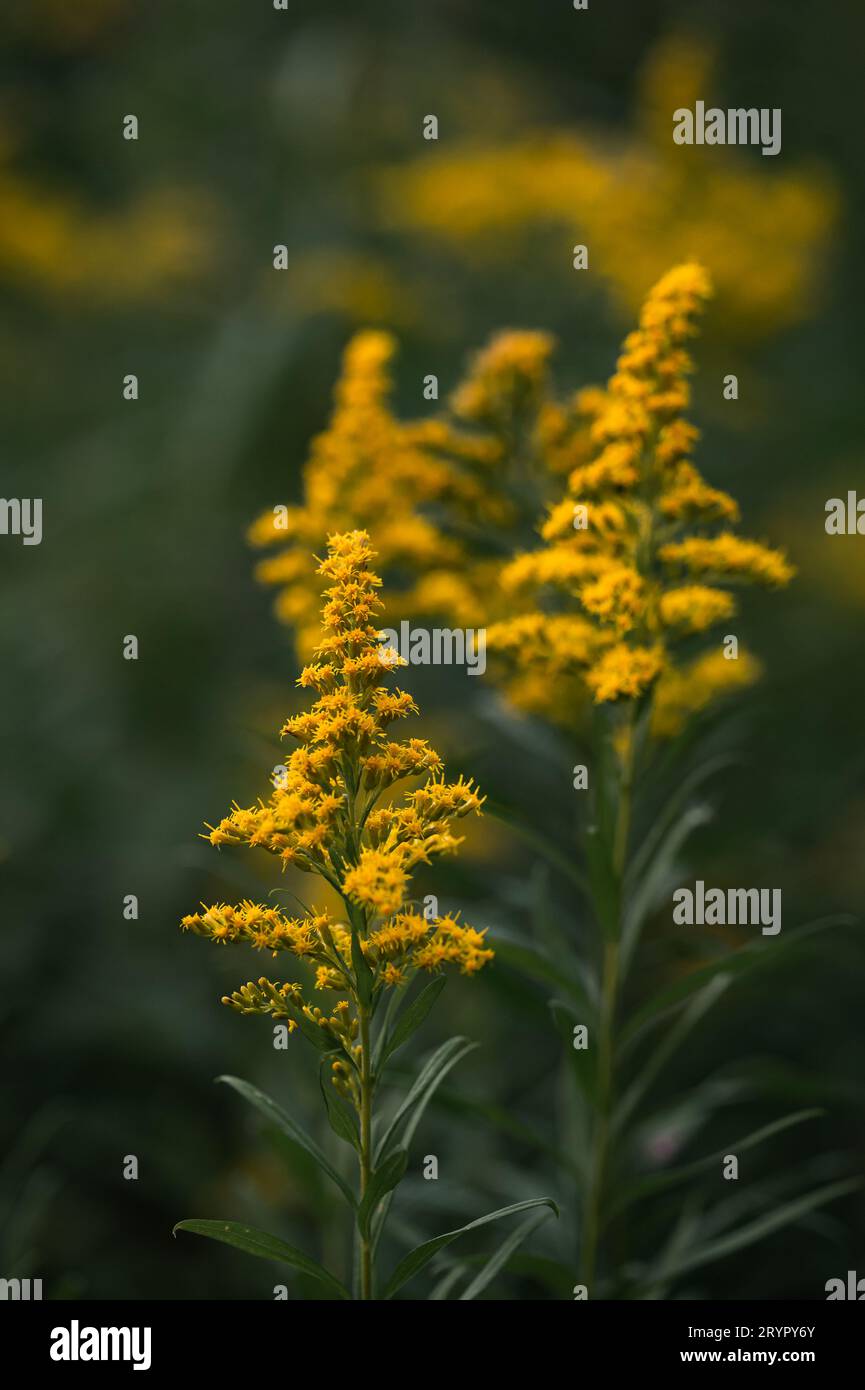 Primo piano della pianta della verga d'oro che fiorisce all'aperto a fine estate. Foto Stock