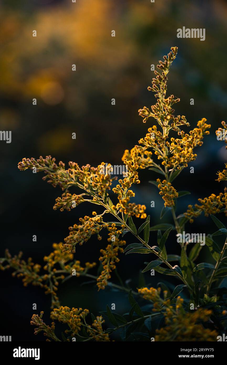 Primo piano della pianta della verga d'oro che fiorisce all'aperto a fine estate. Foto Stock