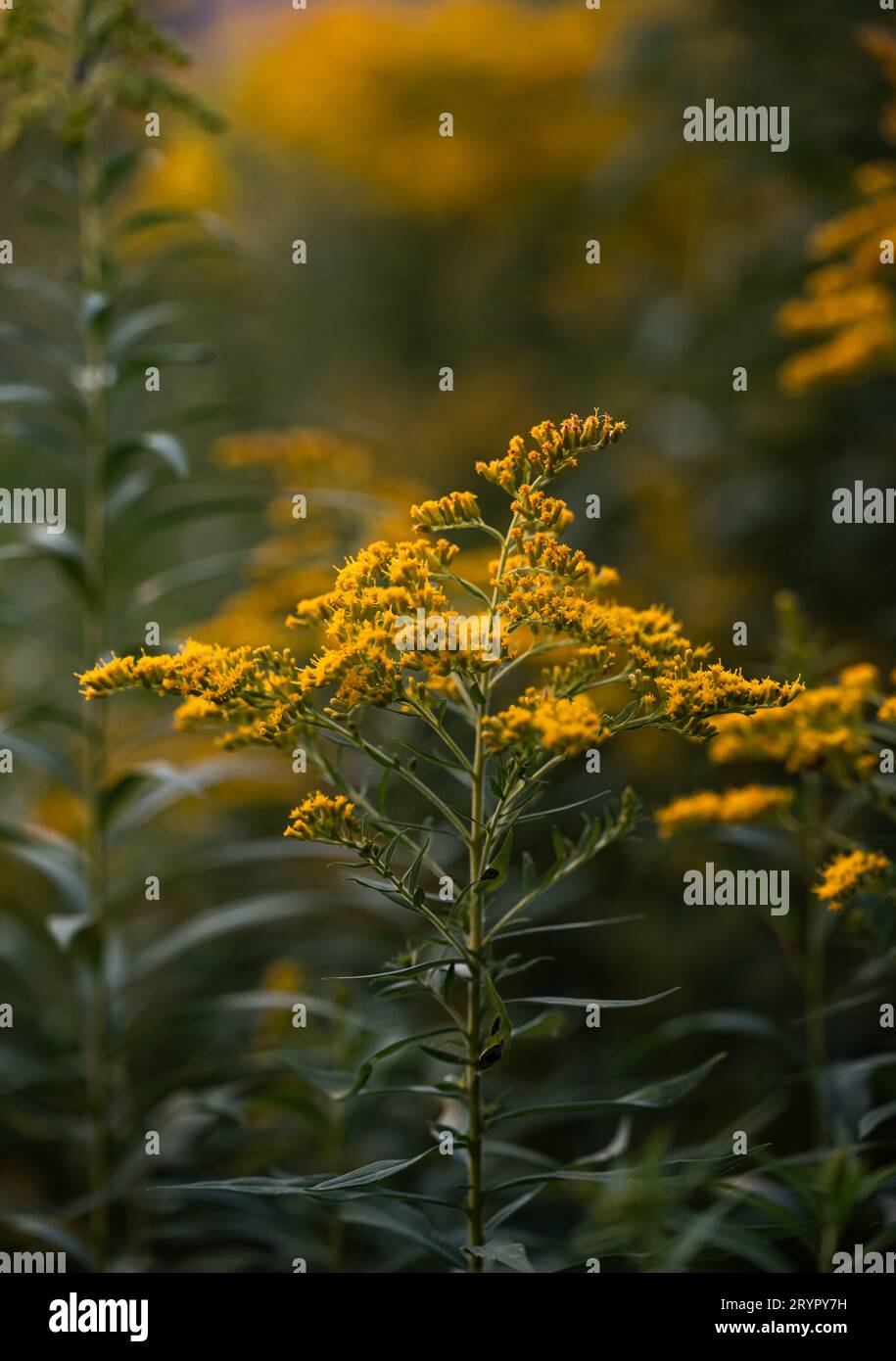 Primo piano della pianta della verga d'oro che fiorisce all'aperto a fine estate. Foto Stock