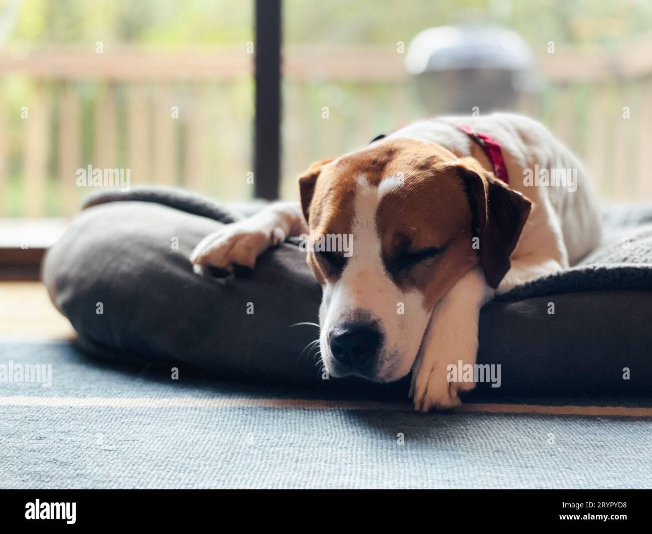Beagle-pitbull mix dormire su un letto grigio all'interno della casa. Foto Stock