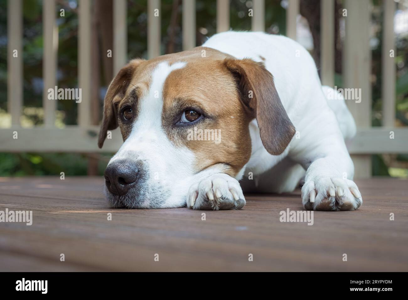 Beagle-pitbull mix riposa sulla terrazza all'aperto. Foto Stock