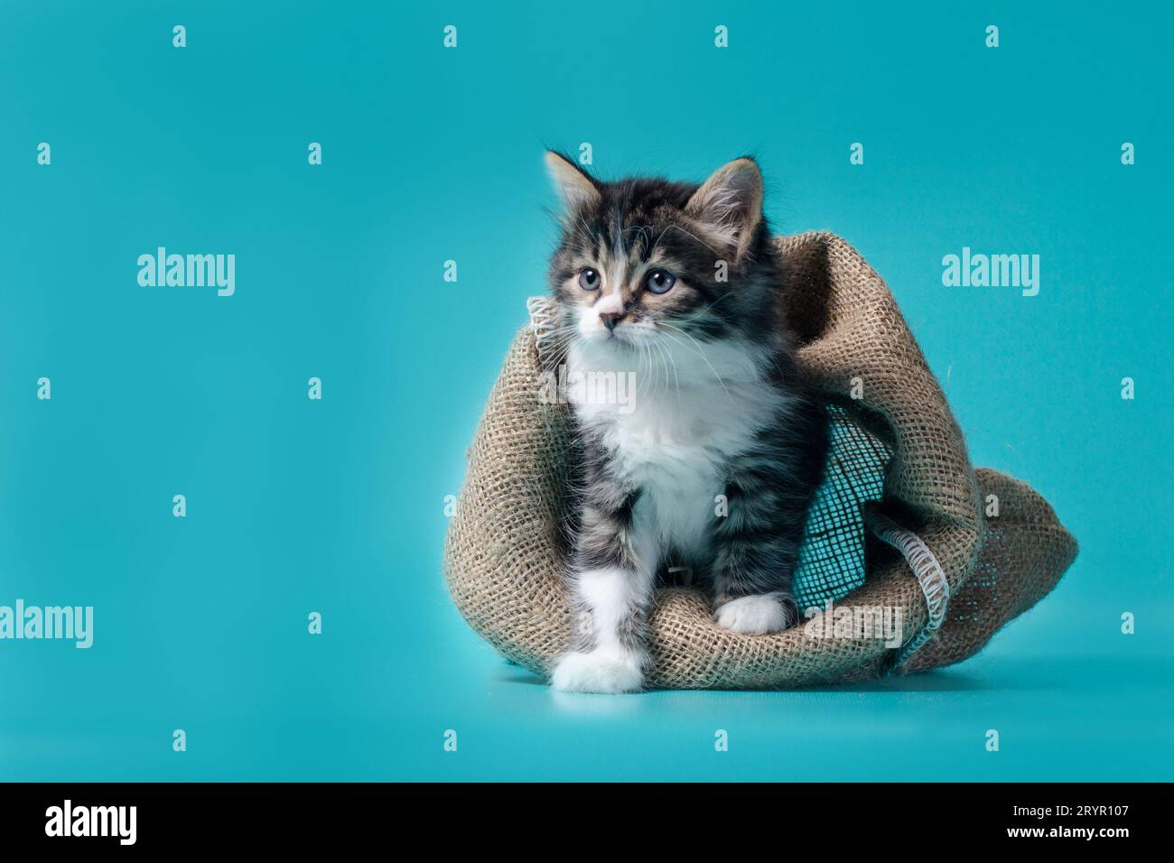 Tabby gattino esce dal sacco su uno sfondo turchese Foto Stock