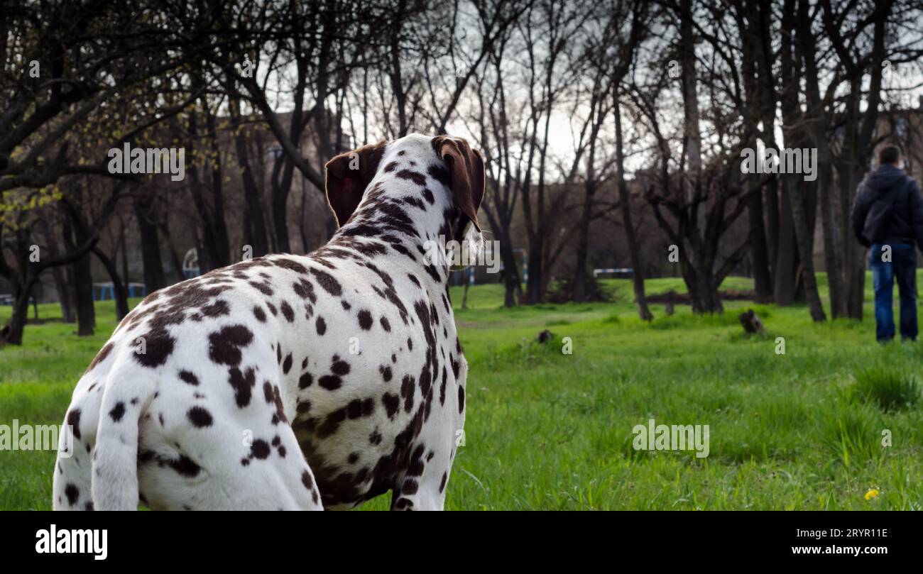 Razza di cani adulti dalmata guarda l'uomo che lascia Foto Stock