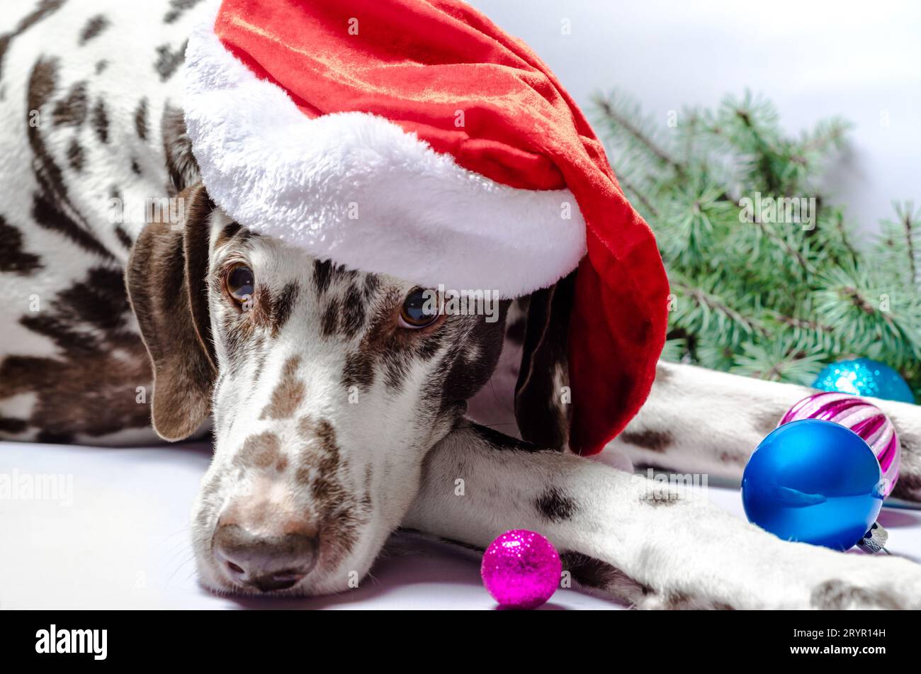 Cane dalmata macchiato in un cappello di capodanno contro uno sfondo bianco Foto Stock