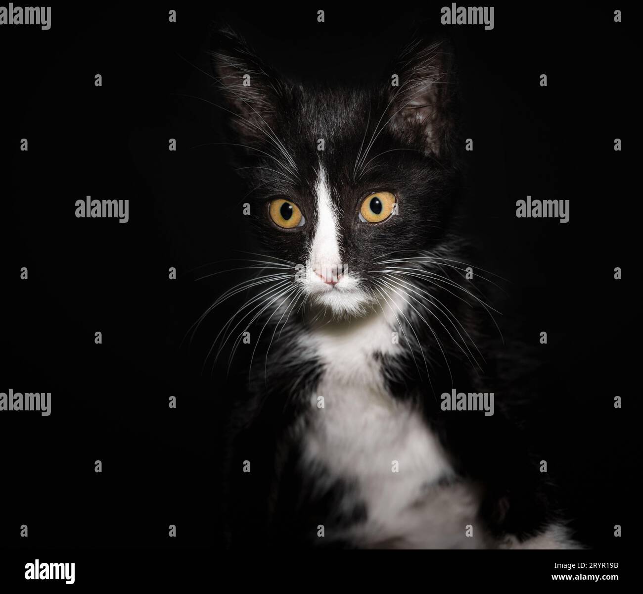 Ritratto di un gatto bianco e nero con occhi gialli su sfondo scuro da vicino Foto Stock