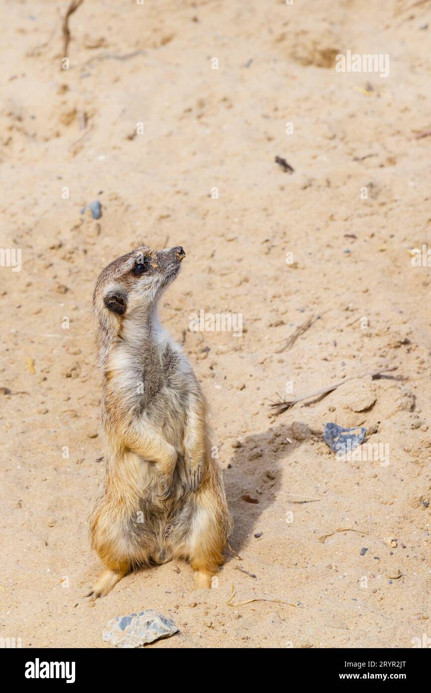 Simpatico e divertente meerkat in piedi su due zampe Foto Stock