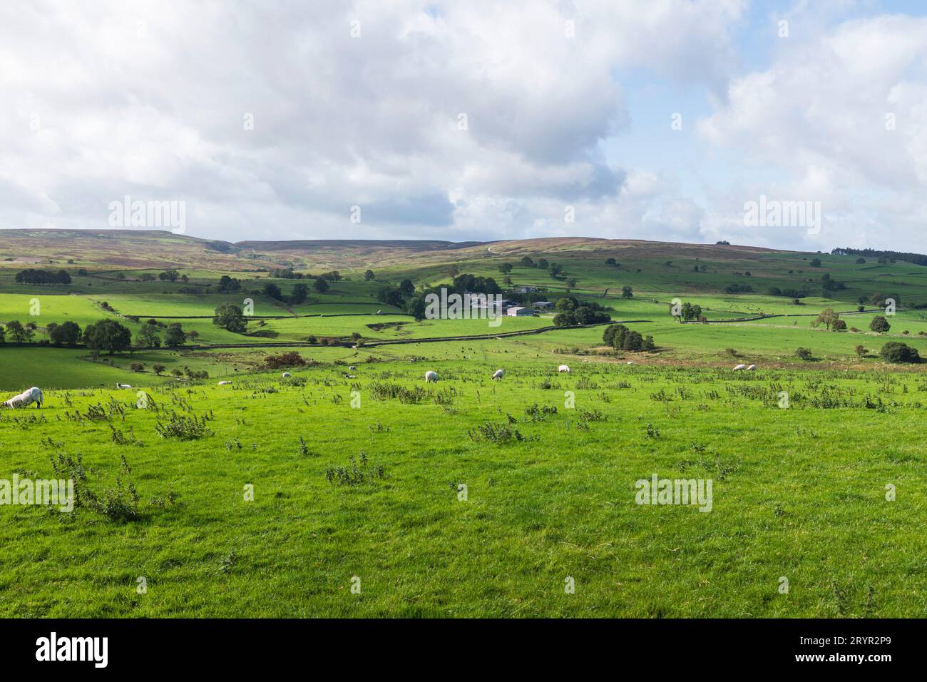 Una vista panoramica della lussureggiante campagna verde di Swaledale vicino a Richmond, North Yorkshire, Inghilterra, Regno Unito. Pascolo di pecore Foto Stock