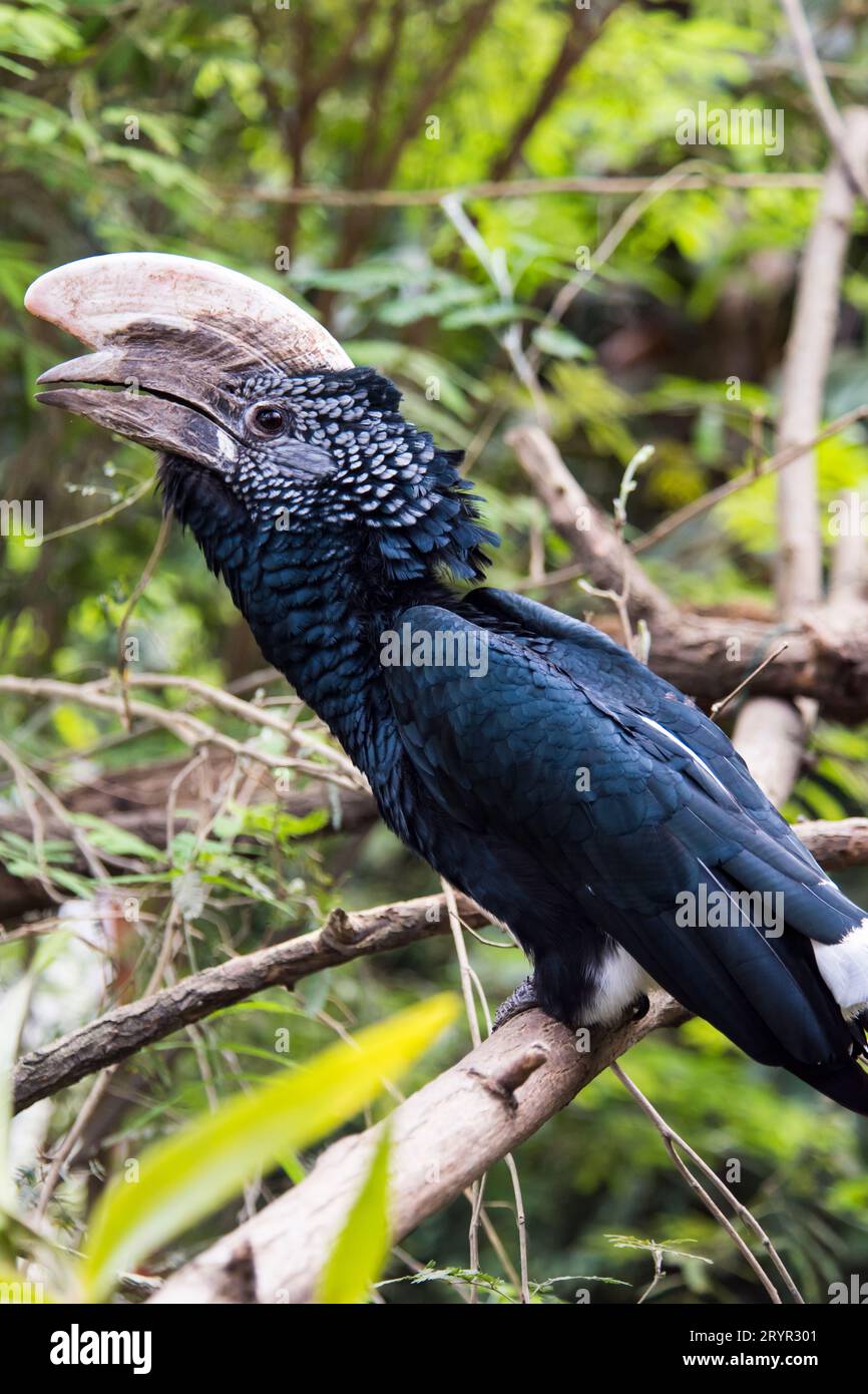 Una foto di un carpino Foto Stock