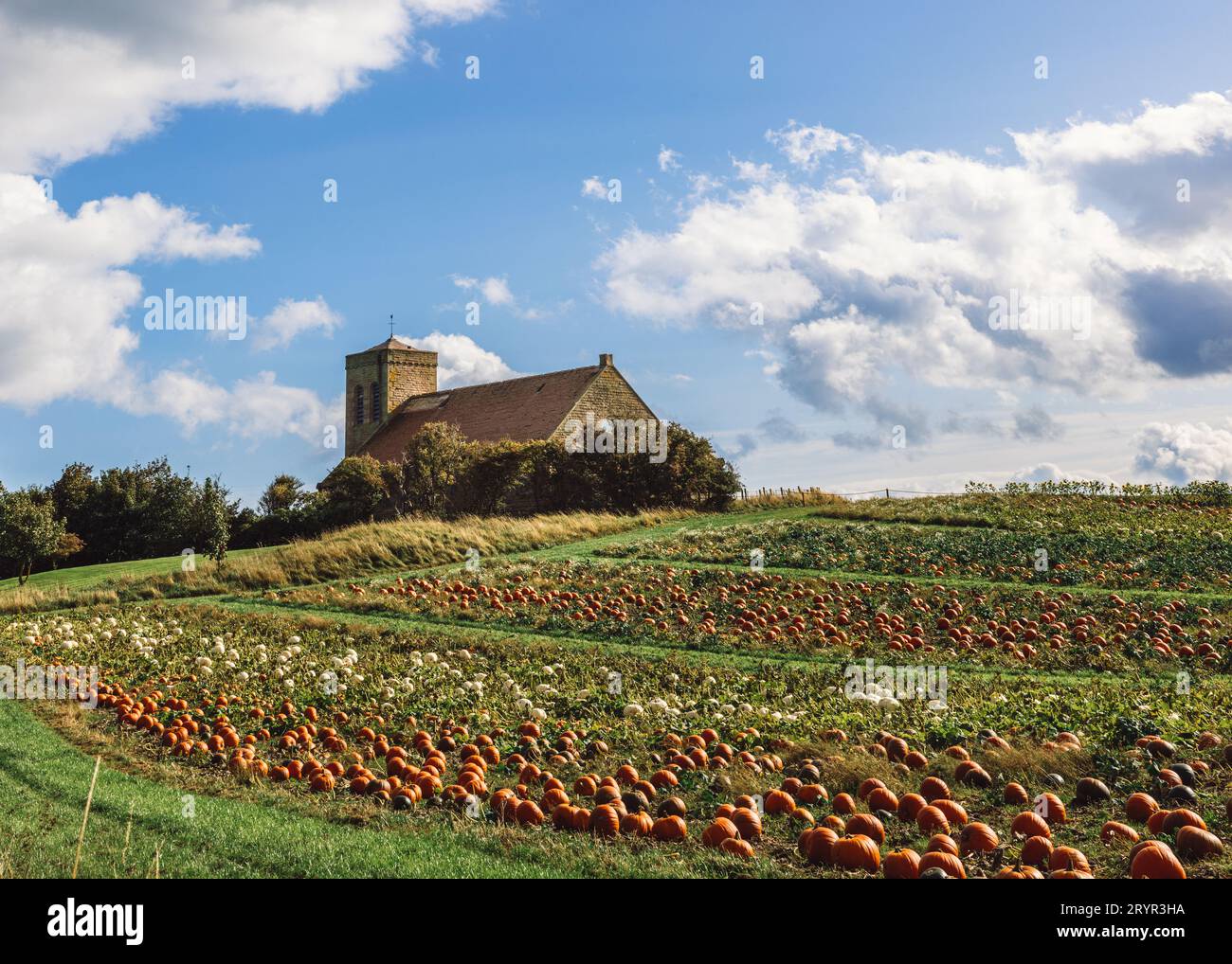 Pumpkin Patch - St Abbs, Scozia Foto Stock