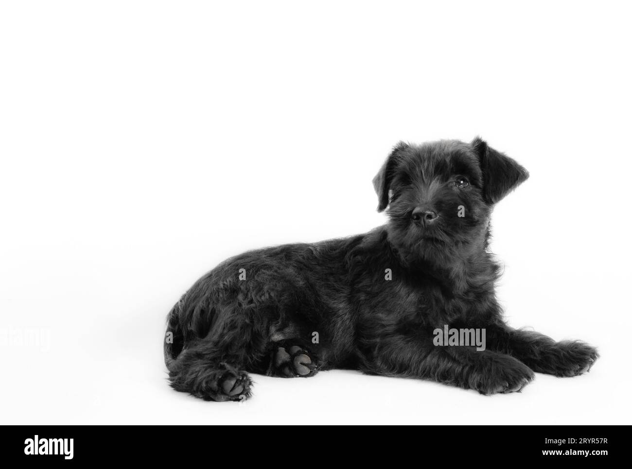Piccolo schnauzer in miniatura di razza di cucciolo nero su sfondo bianco isolato per primo piano Foto Stock