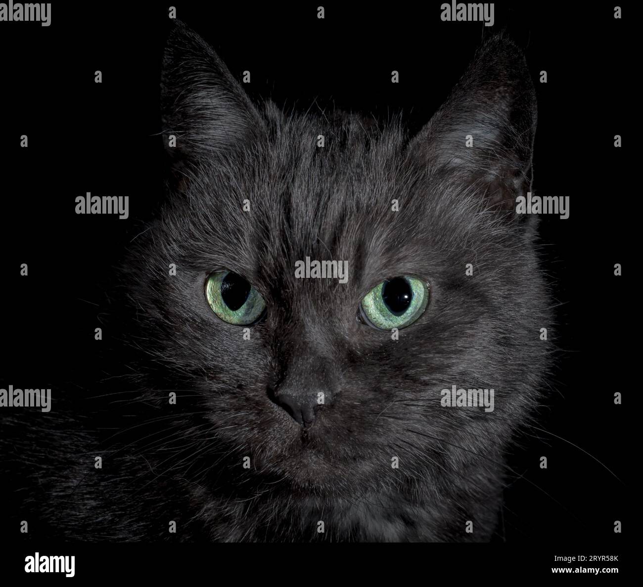 Nero arrabbiato gatto scontento con occhi verdi brillanti Foto Stock
