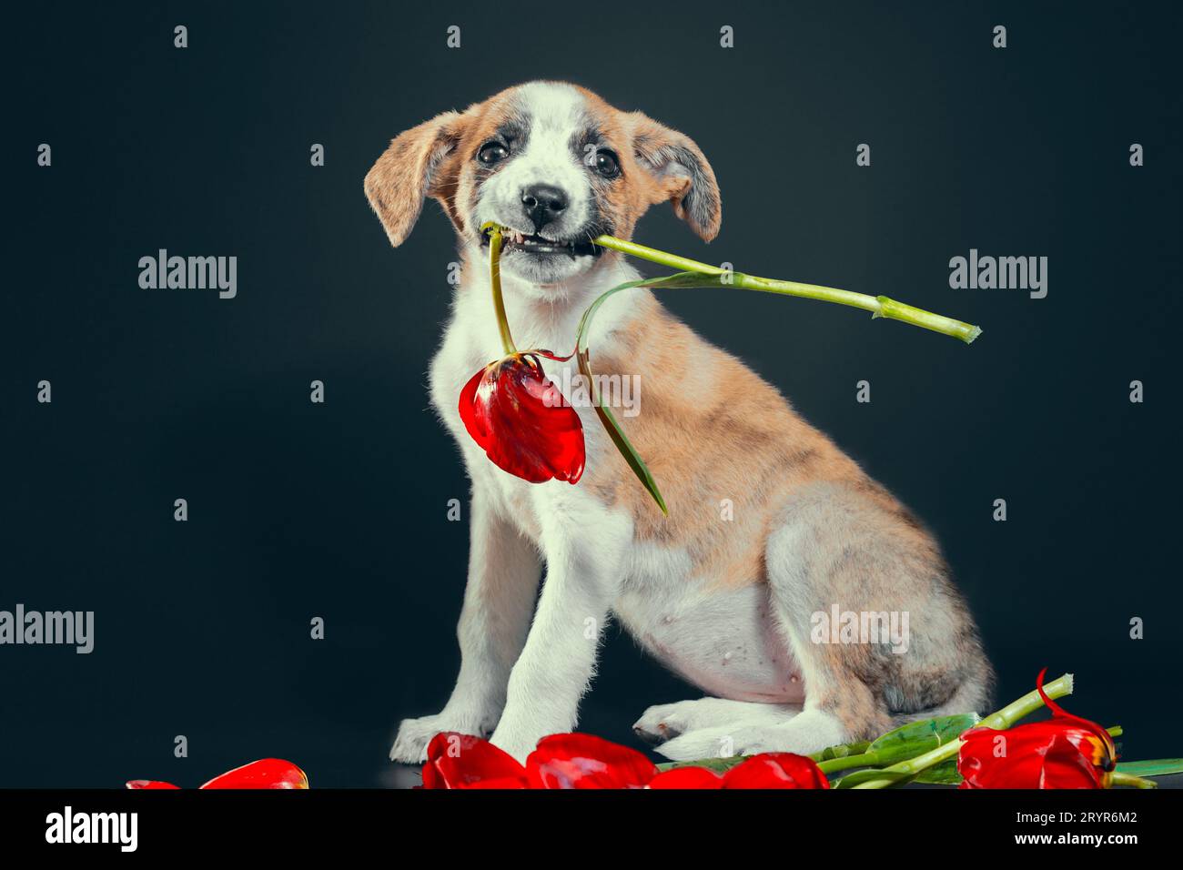 Cucciolo piebaldo che tiene nei denti un fiore di tulipano su sfondo scuro Foto Stock