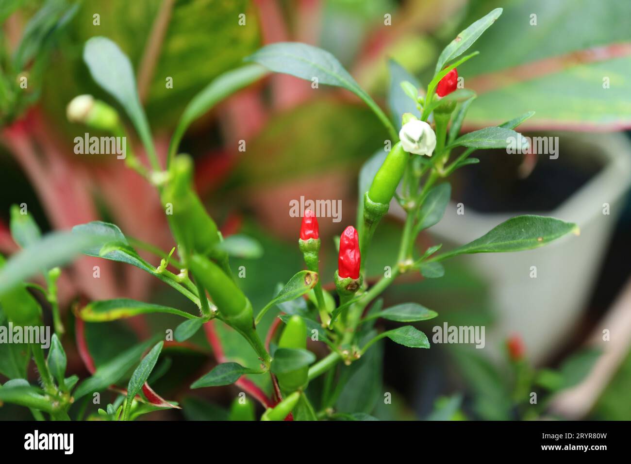 Primo piano dei vivaci peperoncini rossi estremamente caldi che maturano sull'arbusto Foto Stock