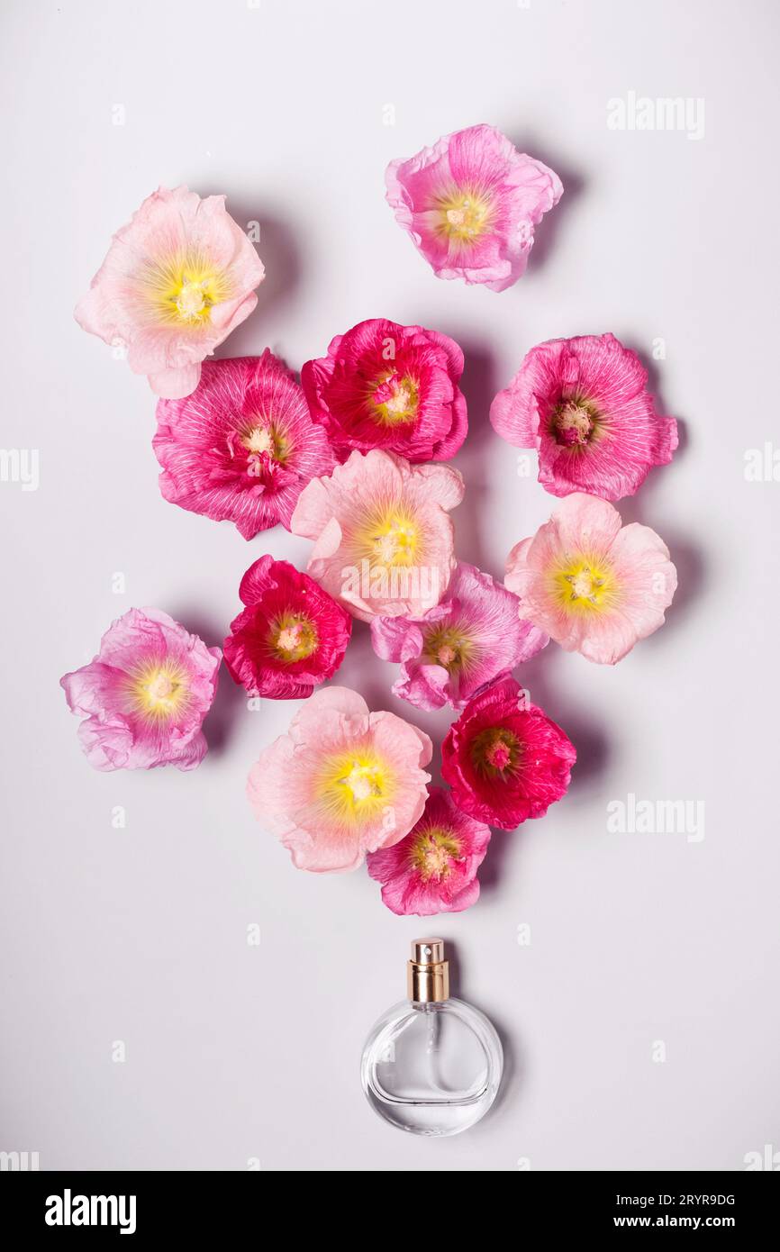 Bottiglia di profumo da donna e fiori di malva rosa. Bellezza minimalista Foto Stock