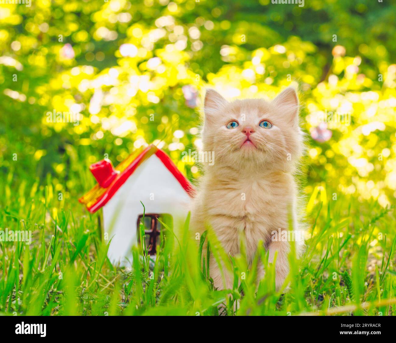 Gattino rosso scintillante nell'erba verde accanto alla casa dei giocattoli Foto Stock