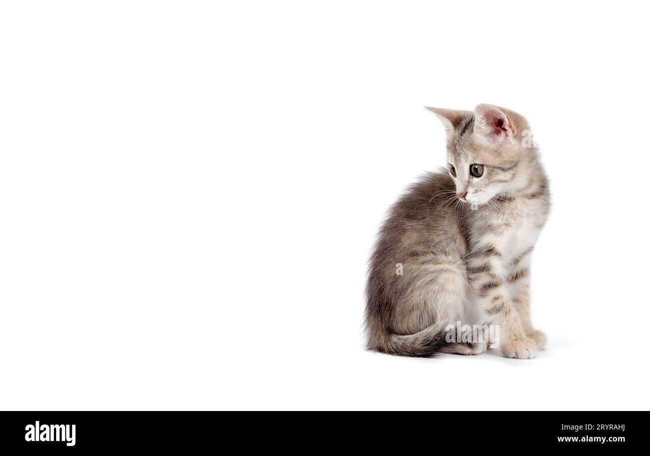 Piccolo gattino grigio su sfondo bianco Foto Stock