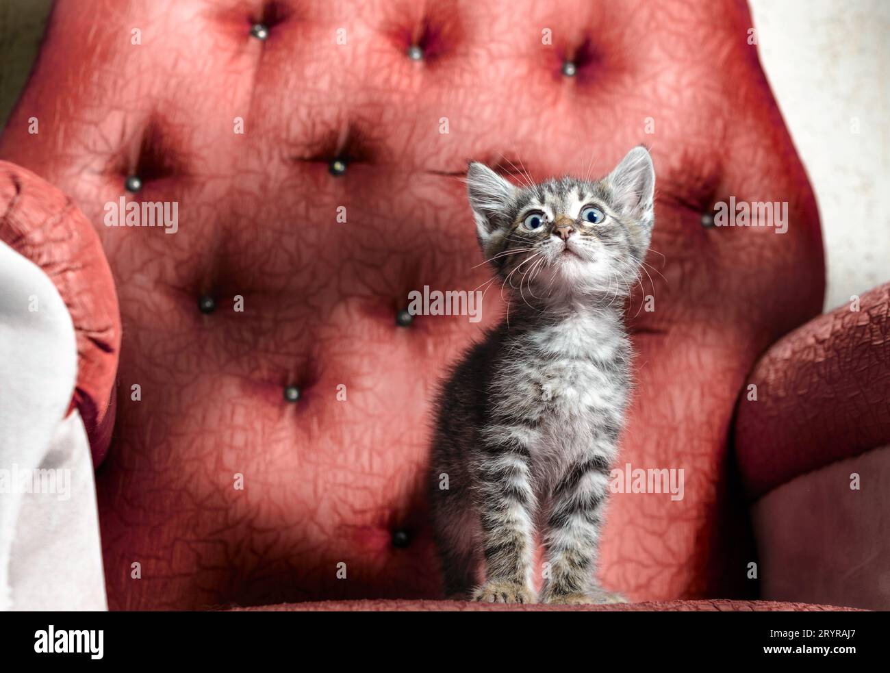 Gattino tabby spaventato seduto su una sedia rossa Foto Stock