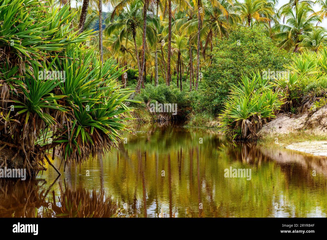 Fiume attraverso la vegetazione della foresta pluviale che va verso il mare Foto Stock