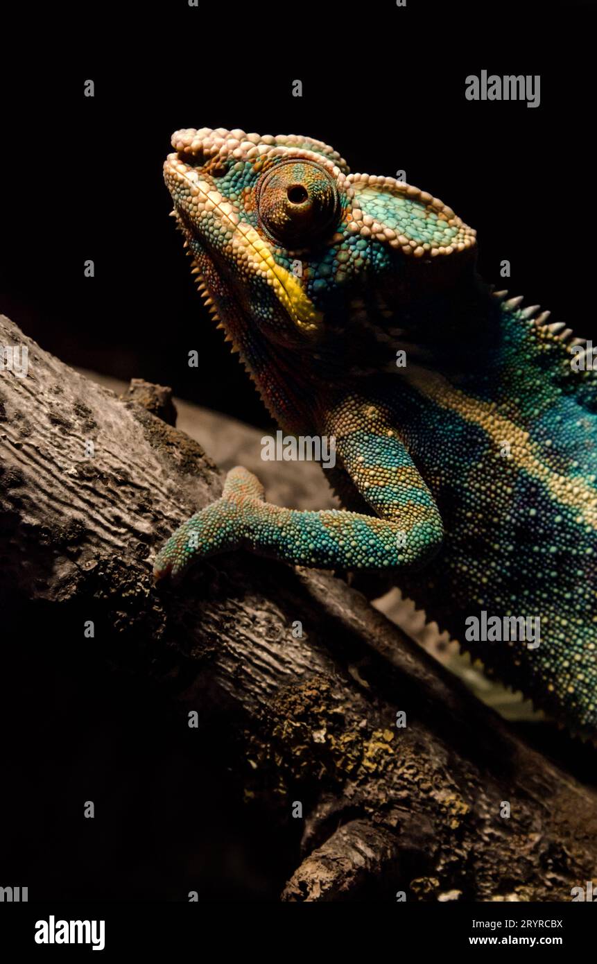 Camaleonte colorato su un ramo al buio di notte Foto Stock