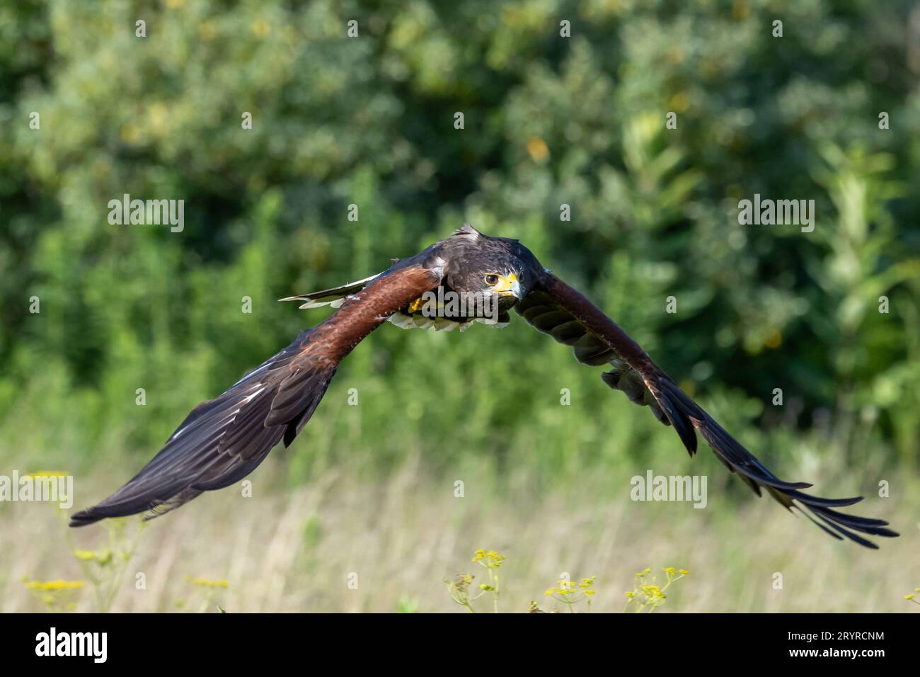 Un bellissimo e vibrante uccello che vola nel cielo sopra un paesaggio tranquillo Foto Stock