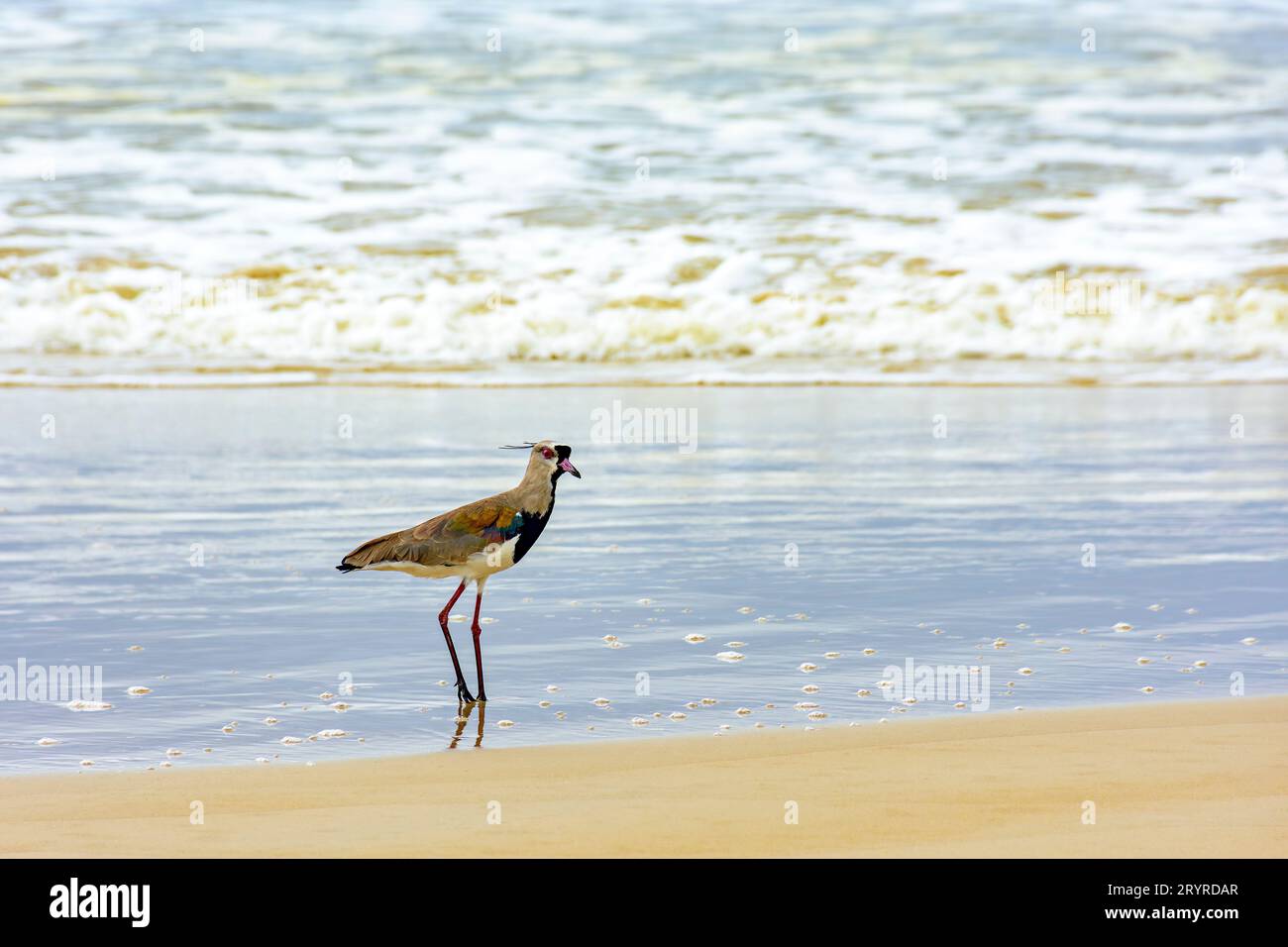 Southern Lapwing passeggiata sull'acqua della spiaggia Foto Stock