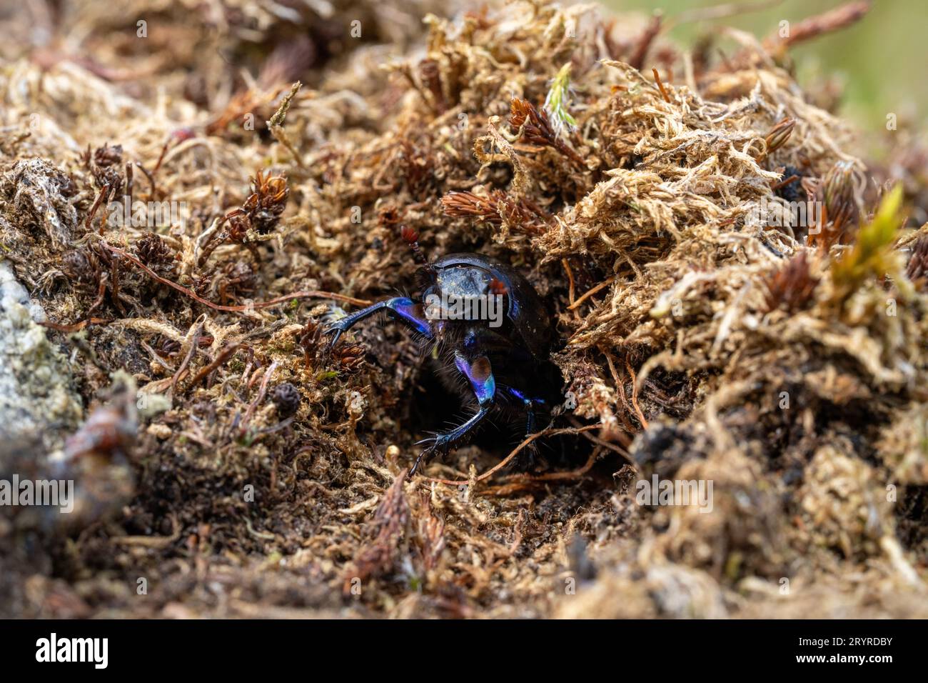 Uno scarabeo Chrysolina sturni che emerge dal muschio. Foto Stock