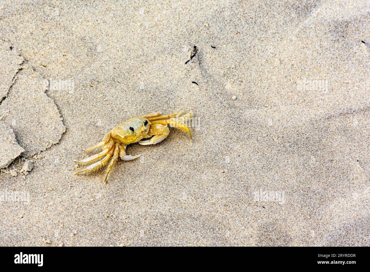 Passeggiate in granchio sulla sabbia della spiaggia Foto Stock