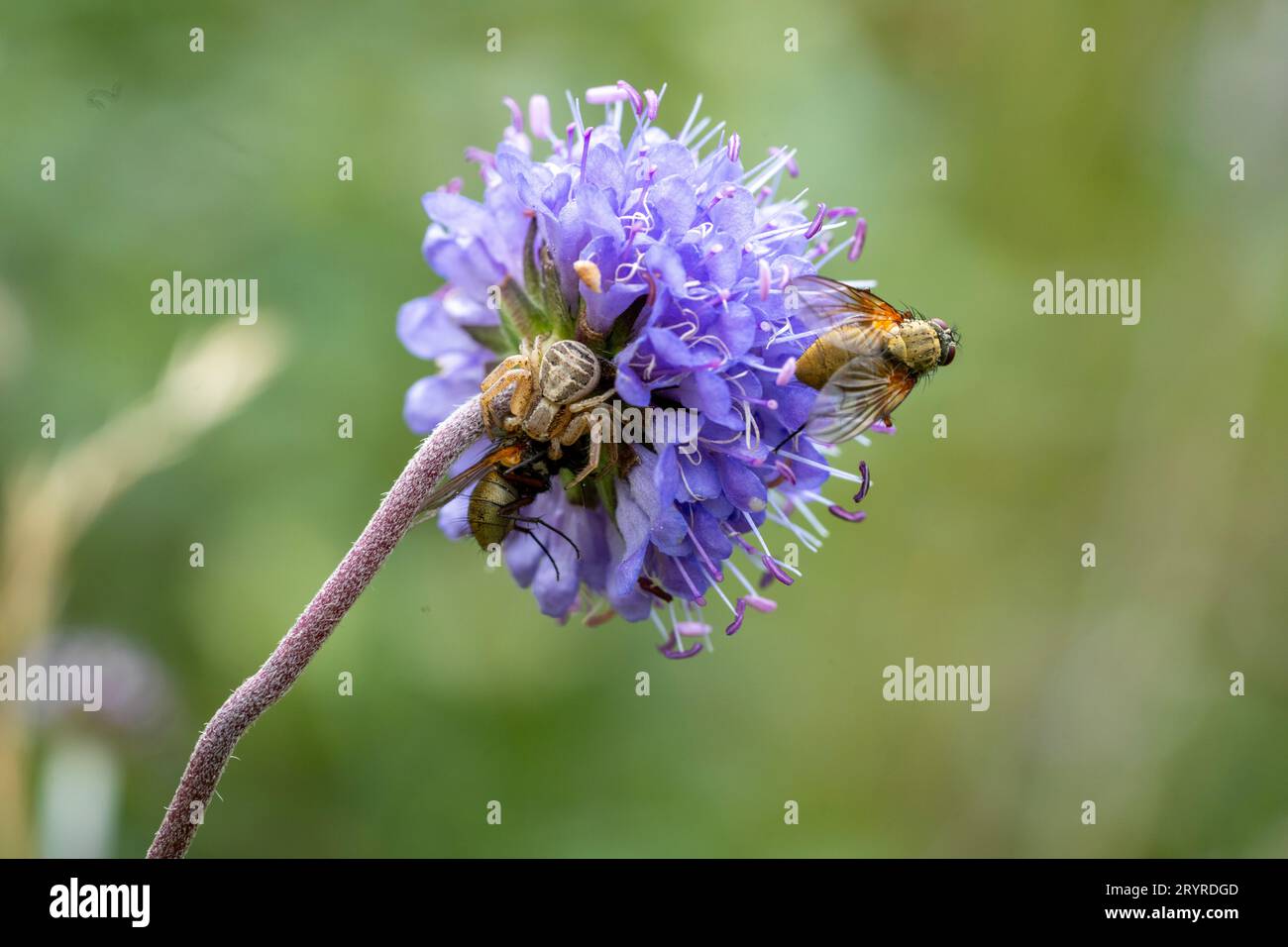 Crab Spider in procinto di uccidere una mosca sotto la punta di un Diavolo Scabious Flowerhead Foto Stock