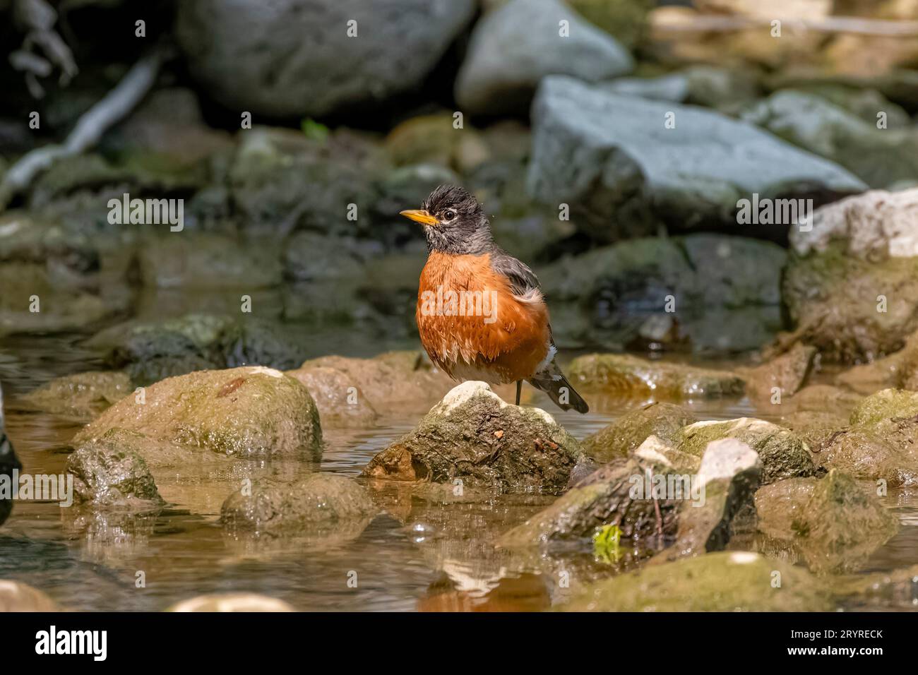 Il robin americano (Turdus migratorius) Foto Stock