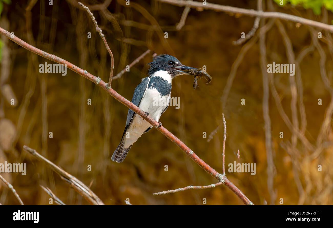 Il Martin pescatore con cintura (Megaceryle alcyon) Foto Stock