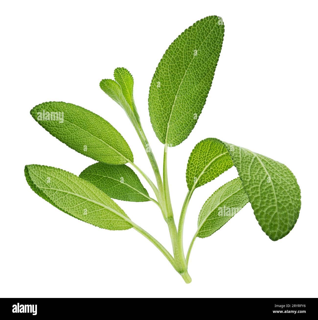 Ramoscello di salvia fresco isolato su fondo bianco, profondità di campo completa Foto Stock