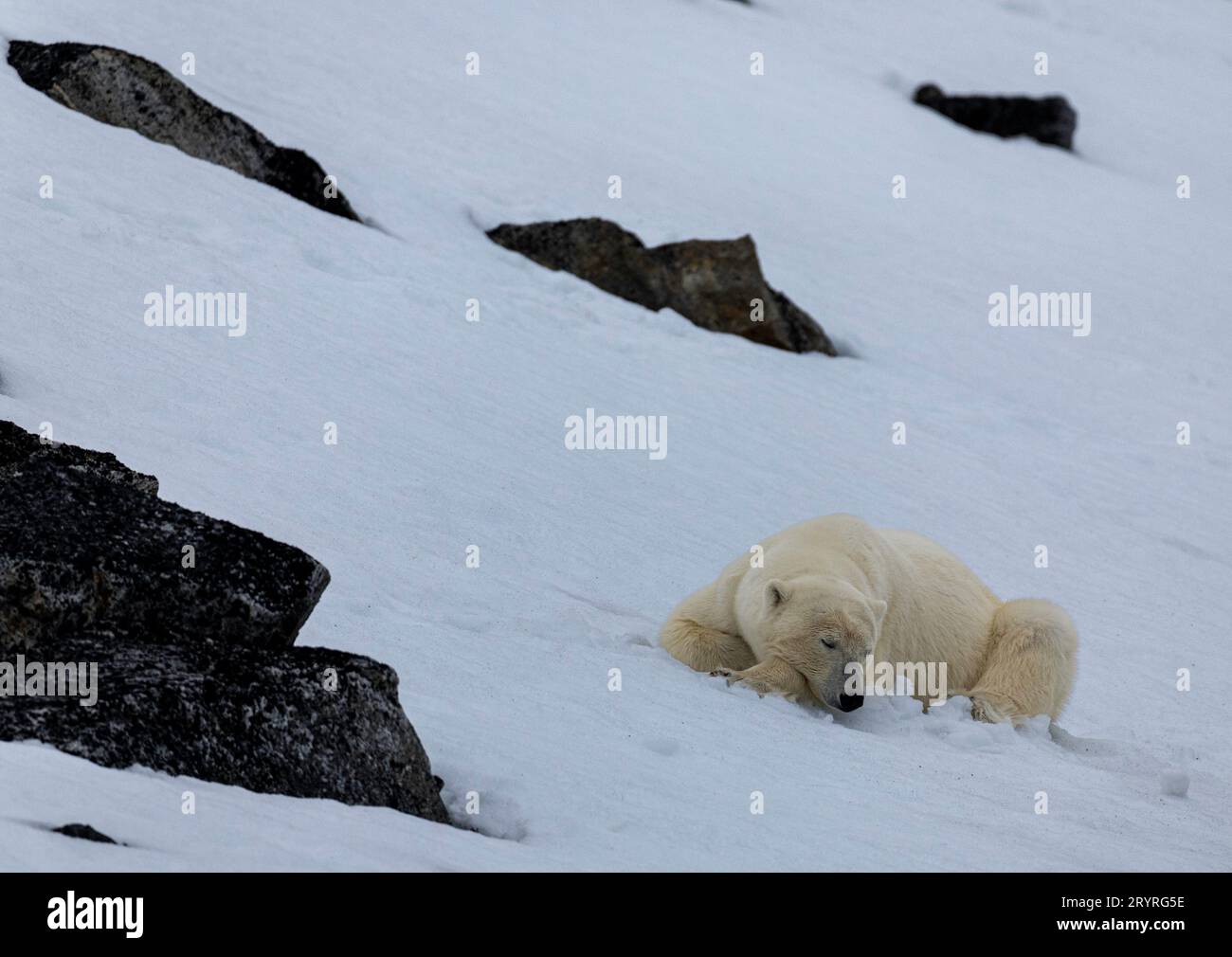 Orso polare circondato dalla neve NORVEGIA Un'immagine COMICA mostra un orso polare che soffia il più potente dei lamponi che probabilmente vedrai a nord. Foto Stock