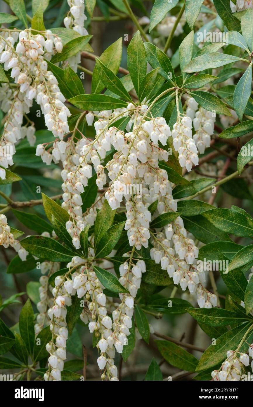 Pieris japonica, andromeda giapponese, pieris giapponese, arbusto sempreverde, giglio della valle, Andromeda japonica, fiori bianchi a forma di urna in primavera Foto Stock