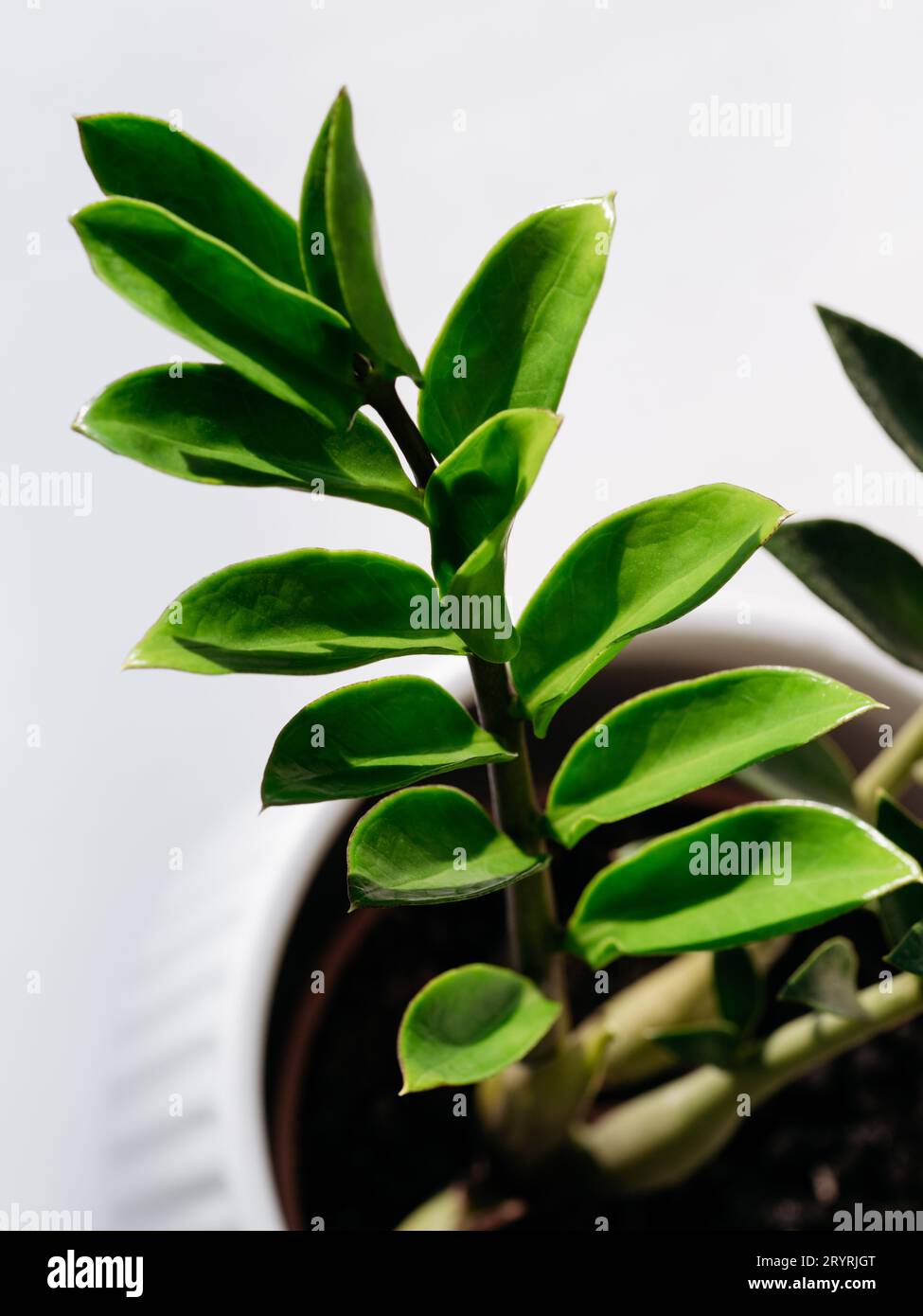 L'impianto verde di brusio lascia la fotografia Foto Stock