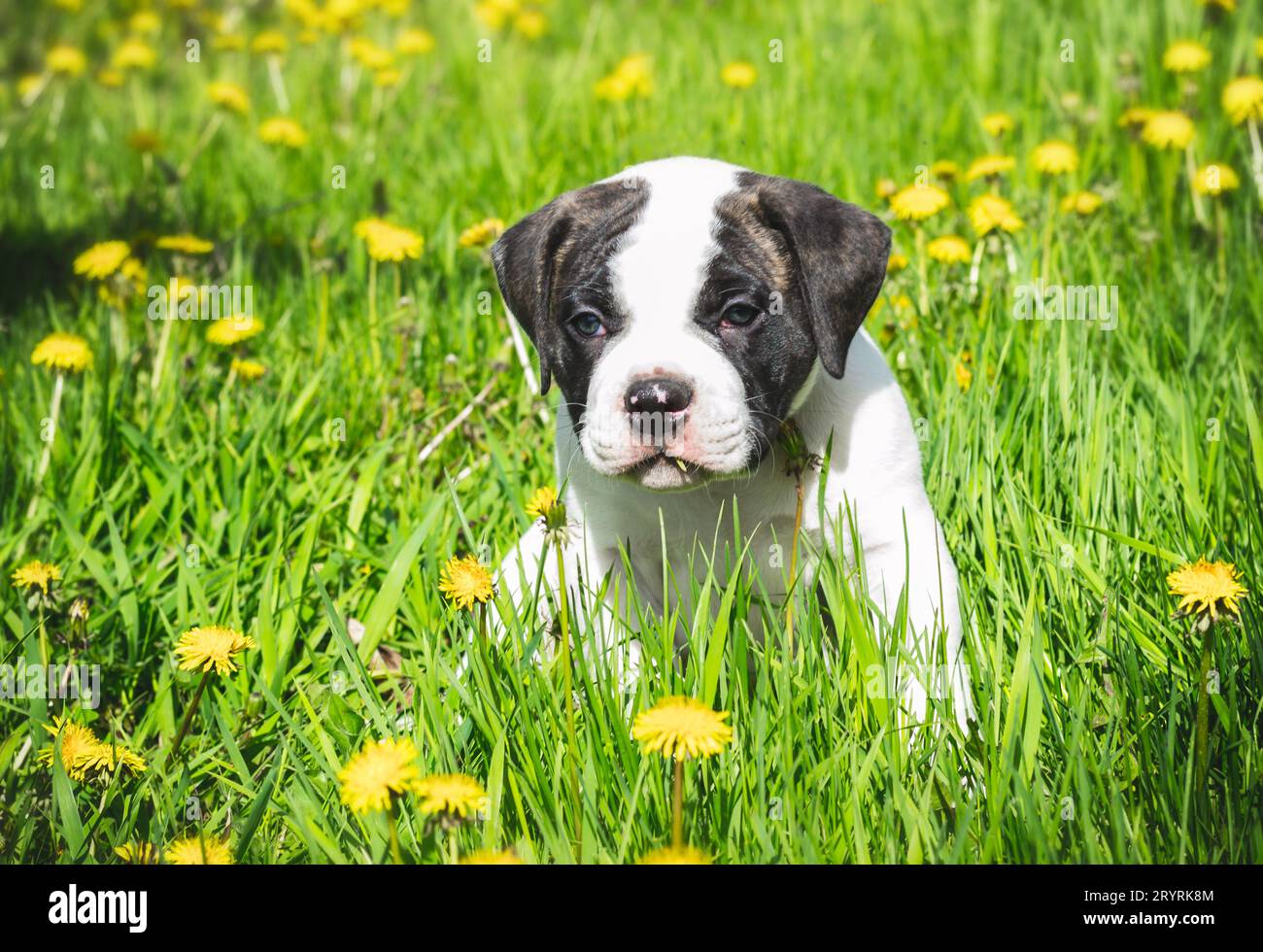 Cucciolo di bulldog americano per una passeggiata nel parco Foto Stock