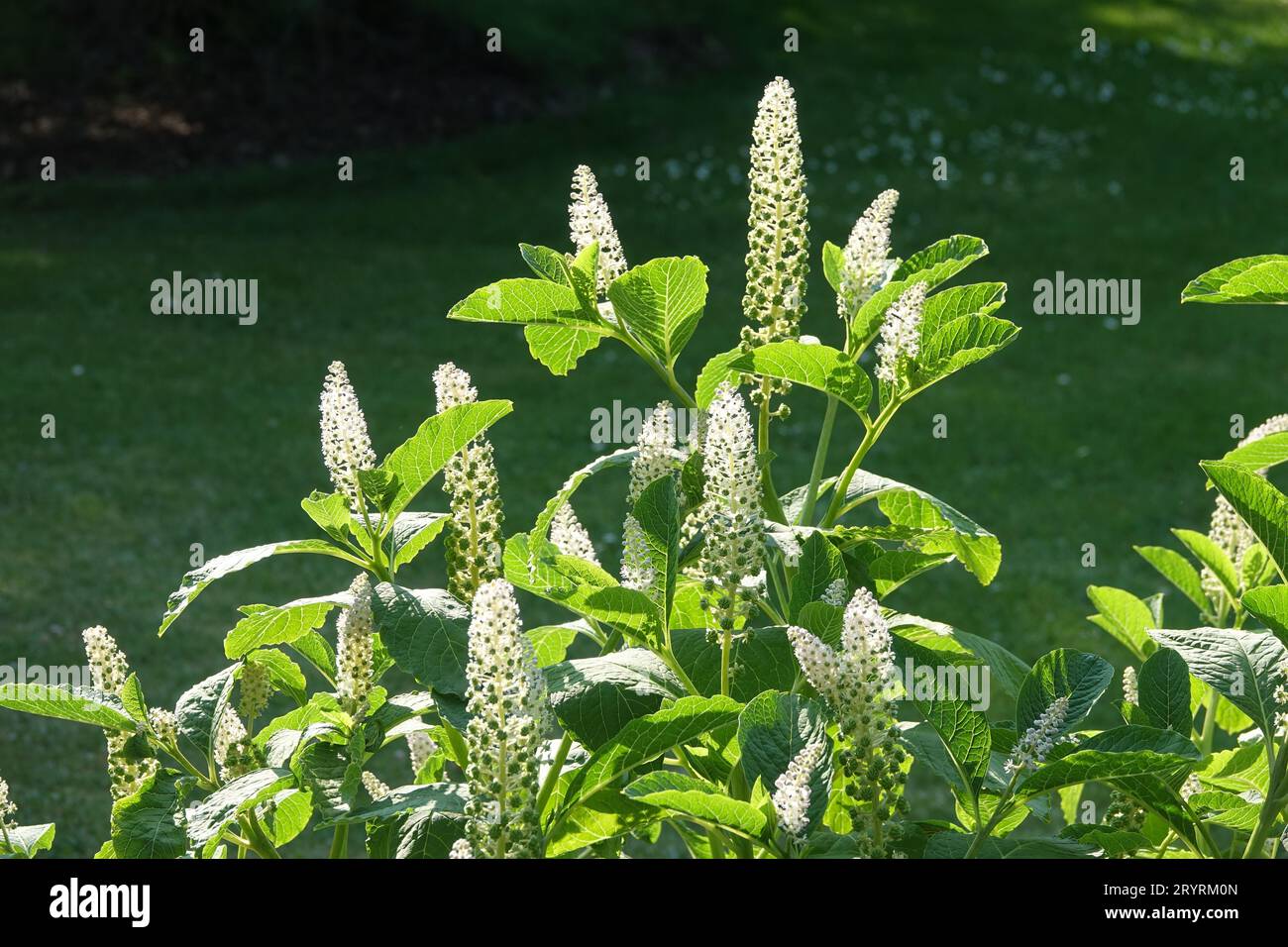 Phytolacca acinosa, pokeweed asiatica Foto Stock