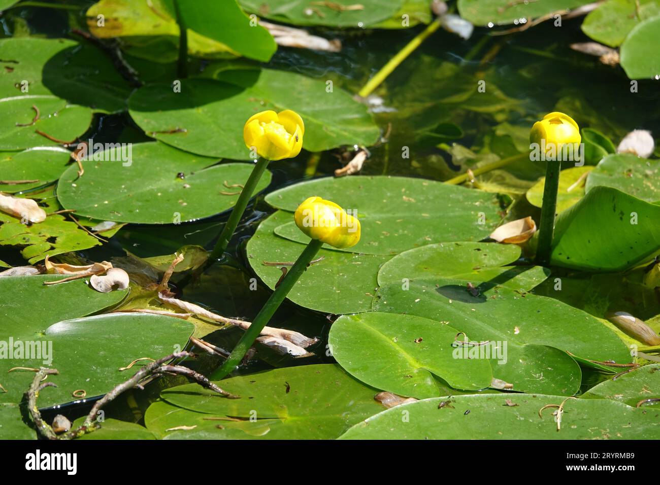 Nuphar lutea, giallastro Foto Stock