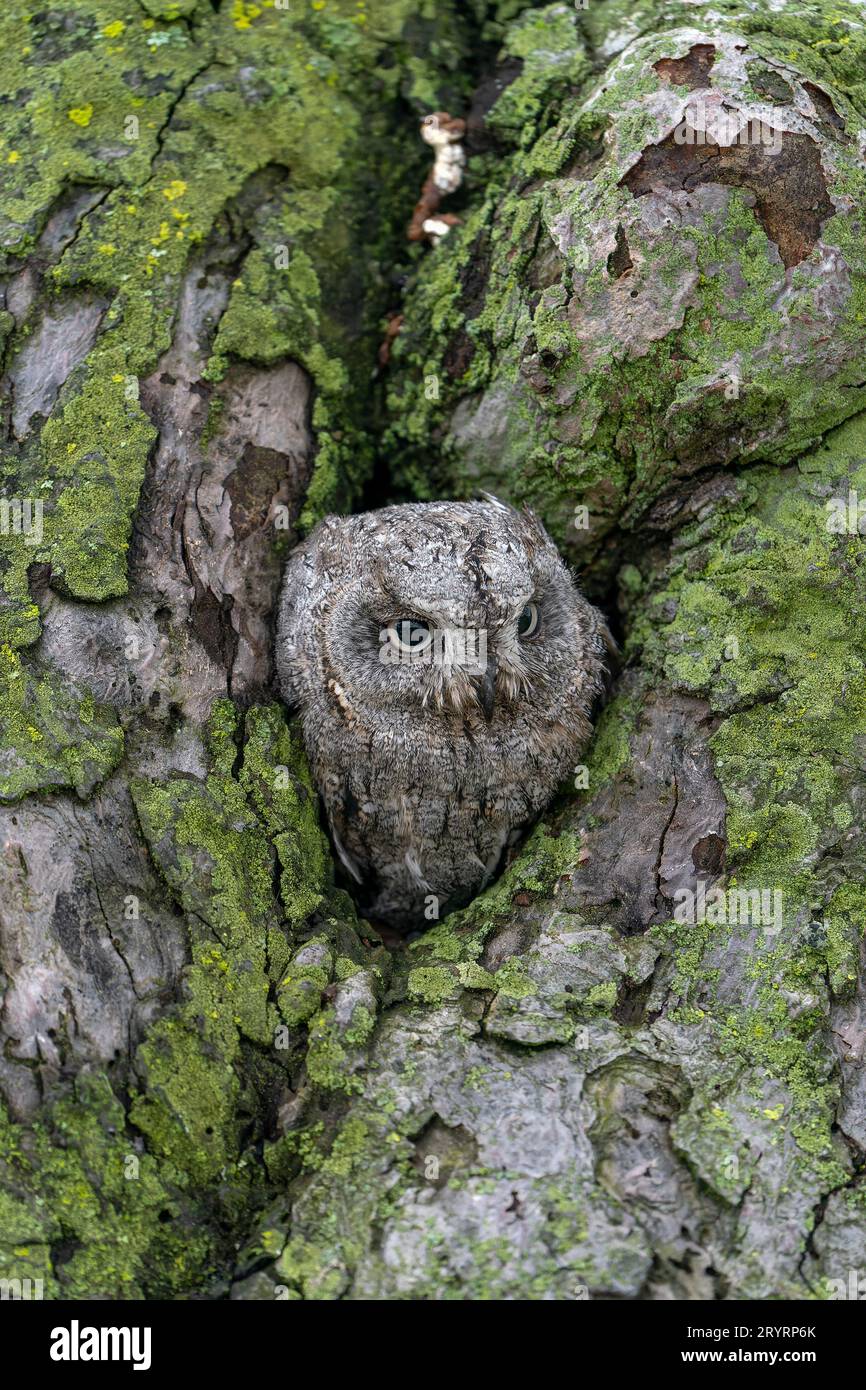 Gufo euroasiatico (Otus scops) in un albero cavo. Foto Stock