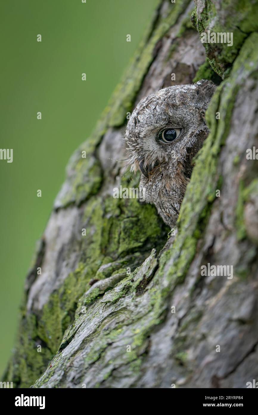 Gufo euroasiatico (Otus scops) in un albero cavo. Foto Stock