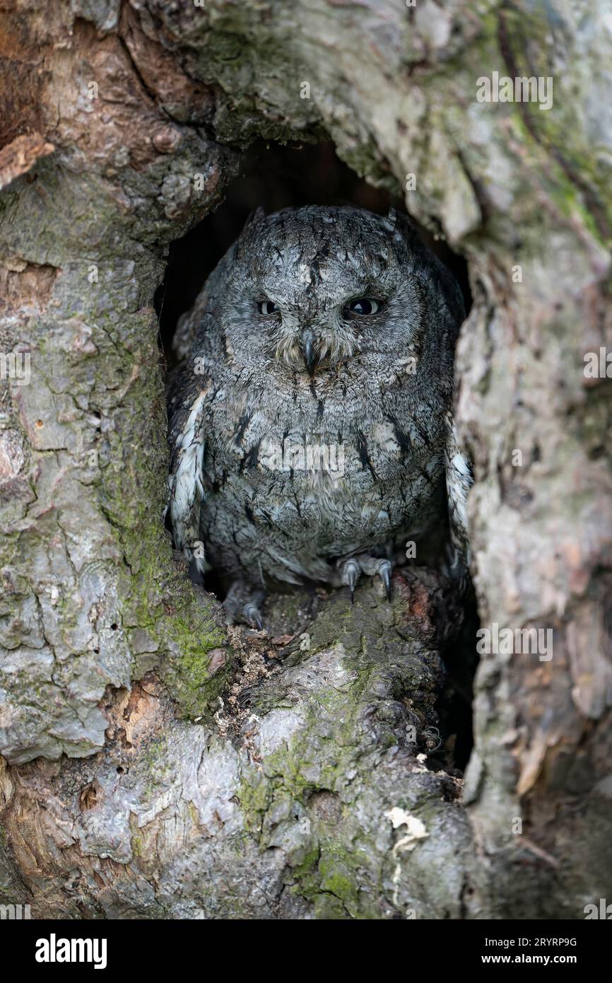 Gufo euroasiatico (Otus scops) in un albero cavo. Foto Stock