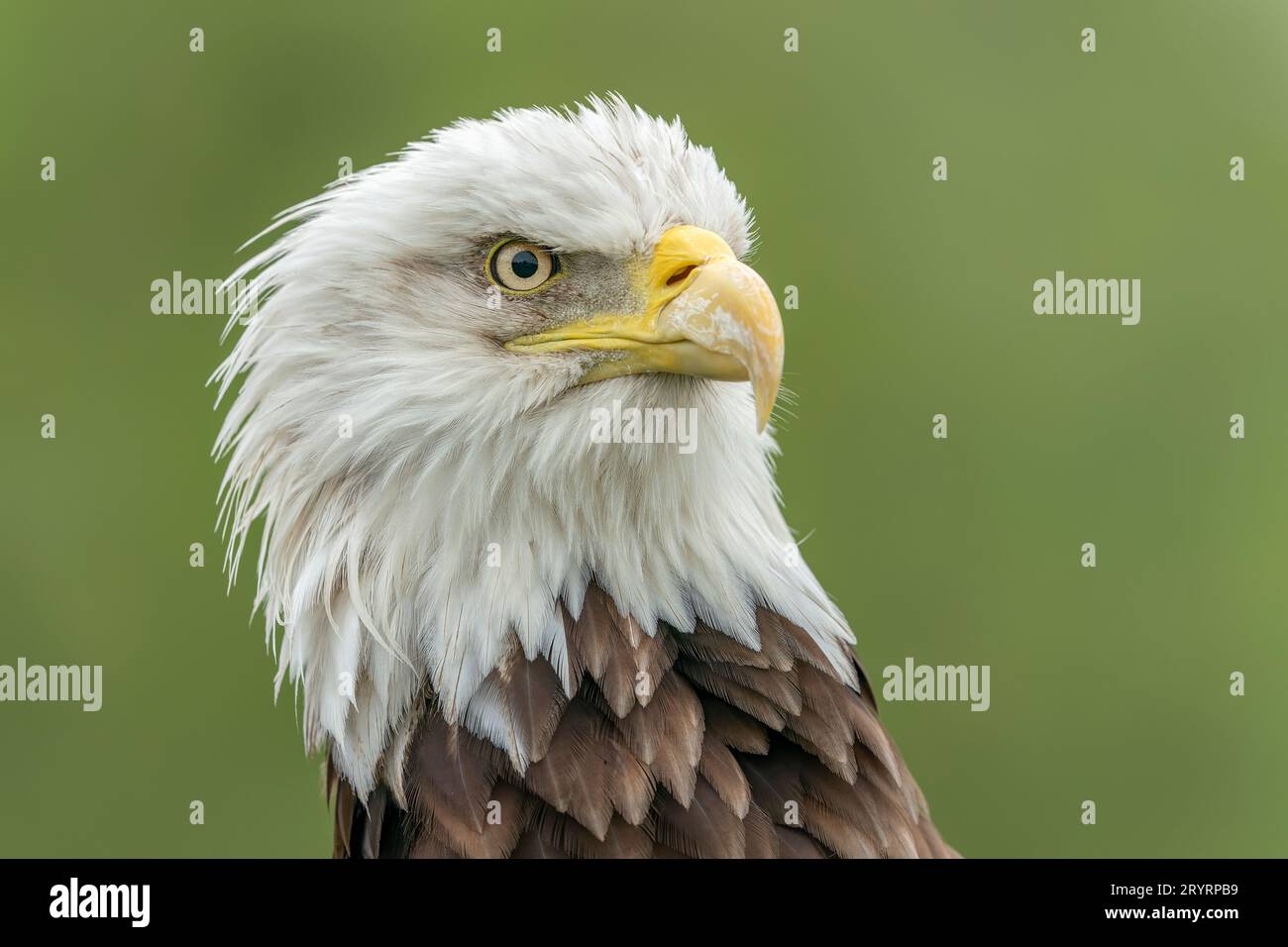 Ritratto di una maestosa aquila calva aquila americana adulto (Haliaeetus leucocephalus). American National Symbol. Vista frontale. Foto Stock